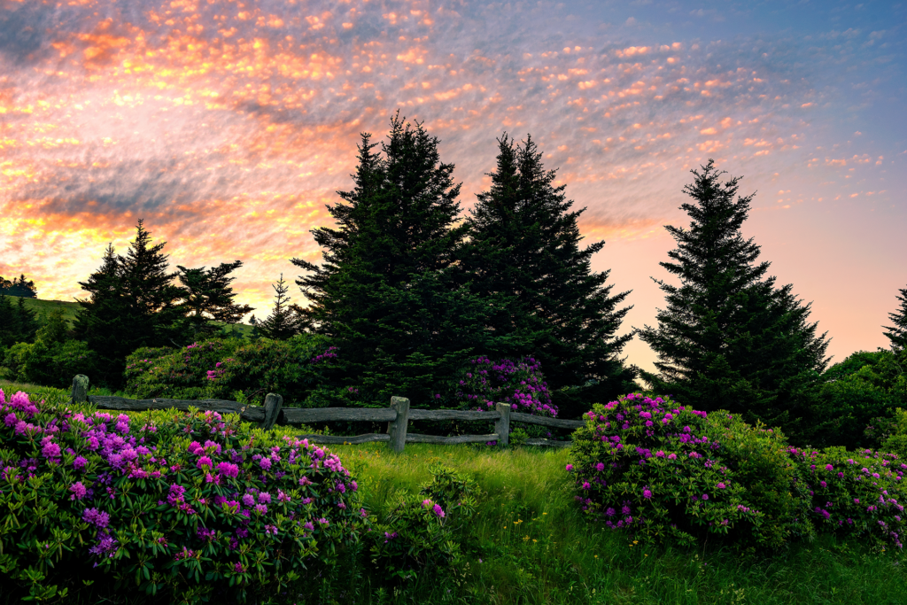 Rural scene at sunset behind rhododendrons.